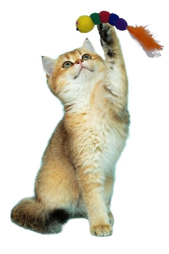 BUFFER® Yumuşacık İpli Tırtıl Şeklinde Rengarenk Sevimli Evcil Hayvan Oyuncağı - UcuzaGeliyor