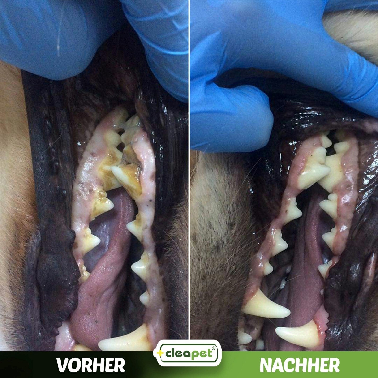 DİŞ HİJYEN MENDİLİ  60LI