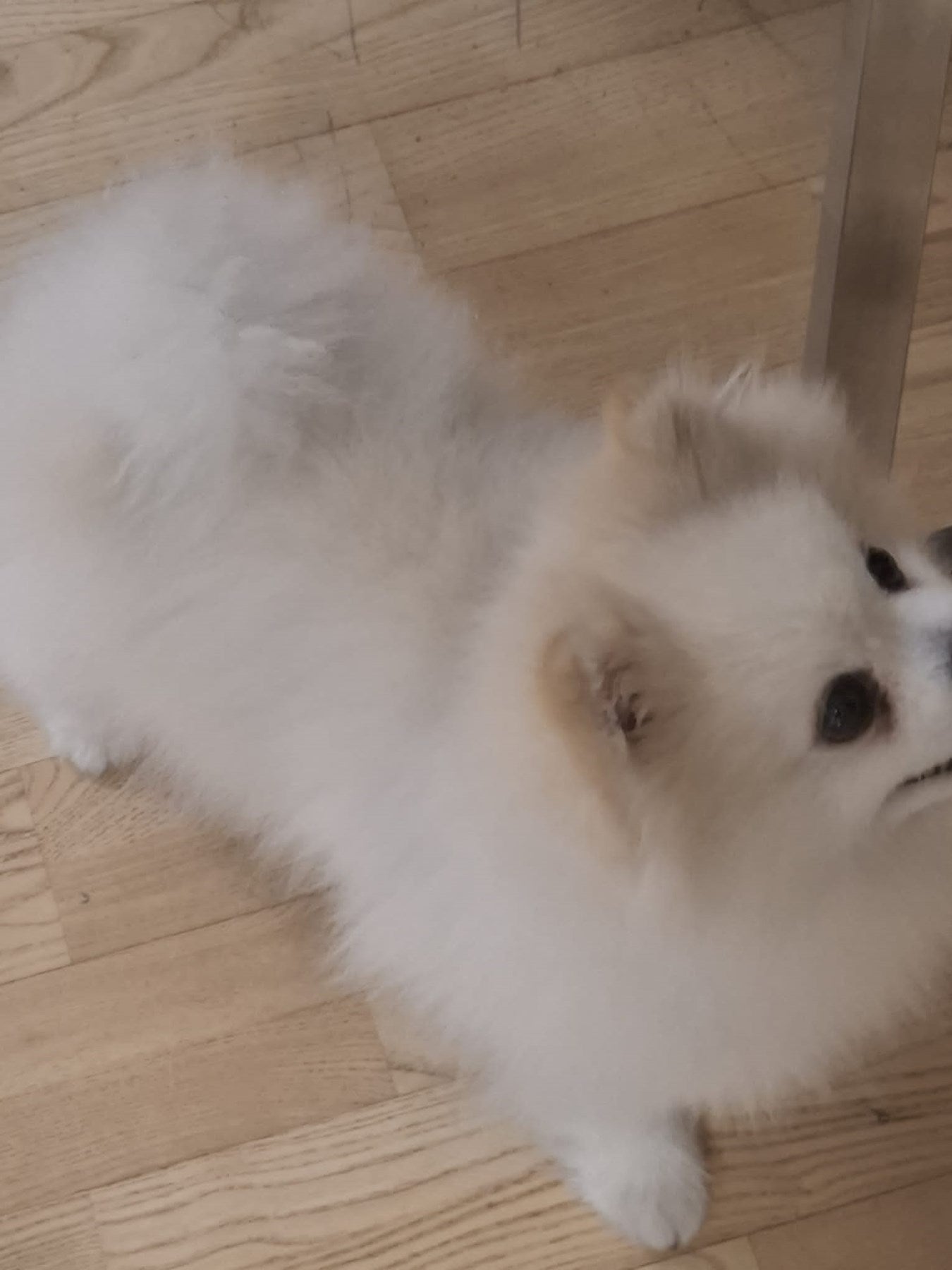 ALOPESİA X TEDAVİ ŞAMPUANI 250 ml