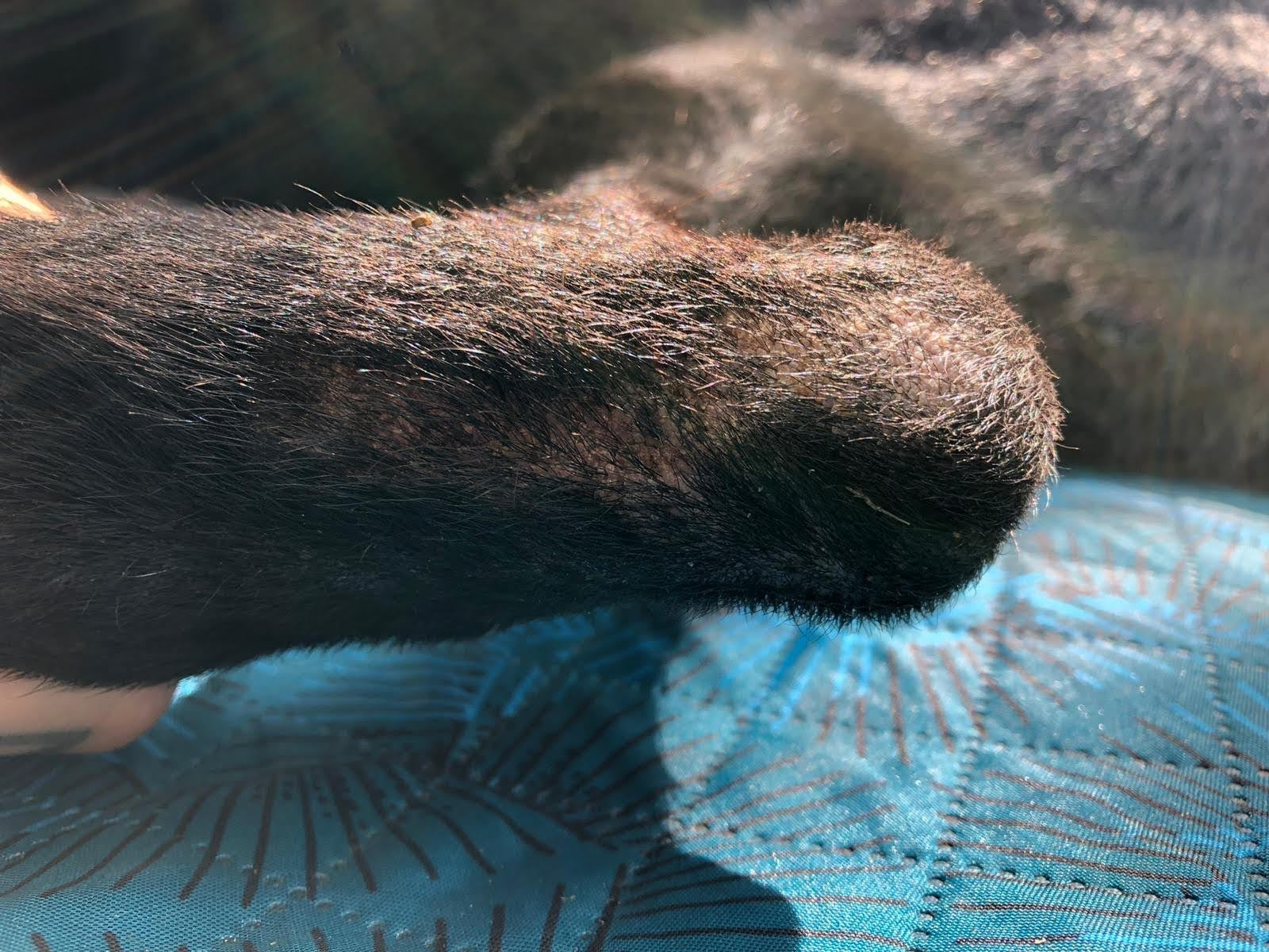 DERİ ONARIM VAZELİNİ 50CC+50CC