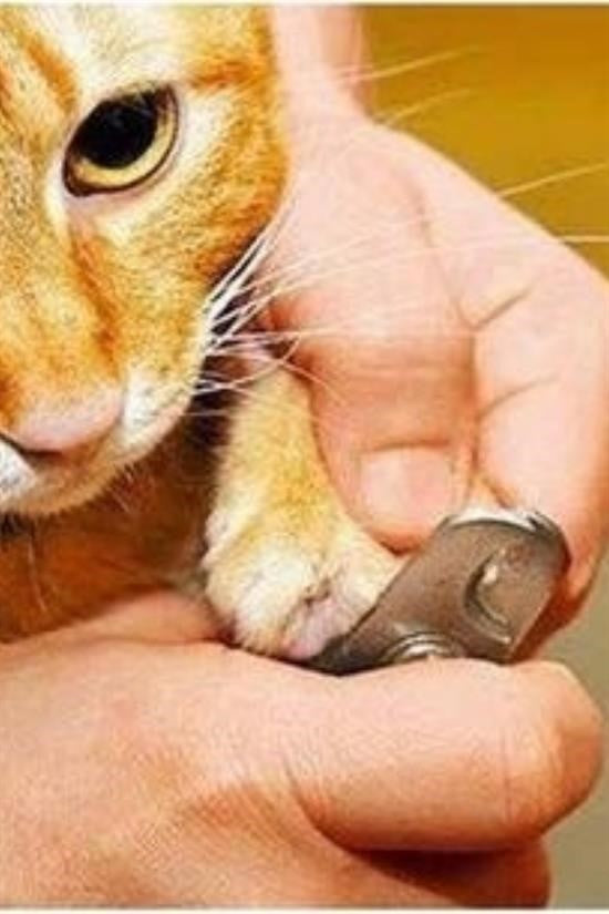 GENEL® Evcil Hayvan Tırnak Makası Ve Törpü Seti Manikür Pedikür Pati Bakım Aleti Kaymaz Sap - UcuzaGeliyor