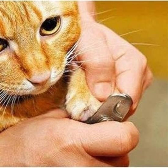 GENEL® Evcil Hayvan Tırnak Makası Ve Törpü Seti Manikür Pedikür Pati Bakım Aleti Kaymaz Sap - UcuzaGeliyor