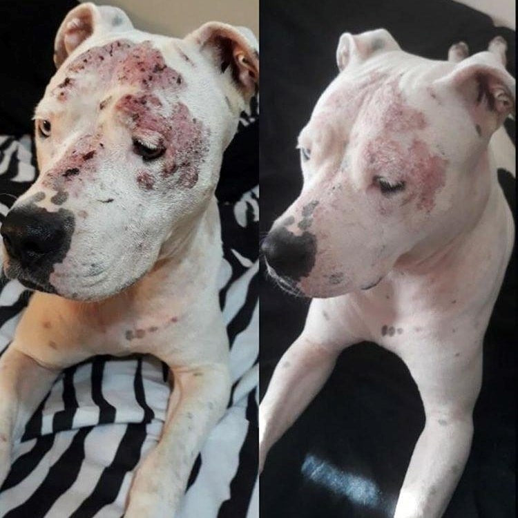 EGZAMA TEDAVİ SPREYİ 250ML