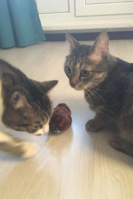 GENEL® Kurmalı Kedi Eğitim Oyuncağı Tüylü Peluş Fare Yakalama İnteraktif Sevimli Eğlenceli Oyuncak - UcuzaGeliyor